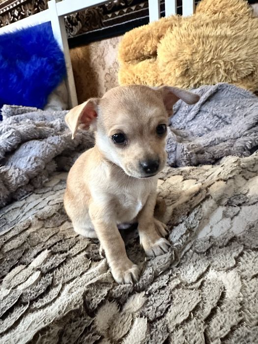 Цуценята той терʼєр