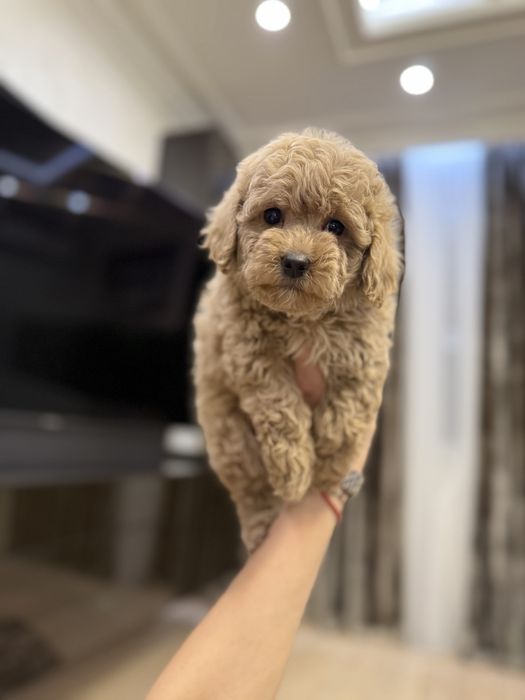 Мальтипу девочка ф2 тедди мишка