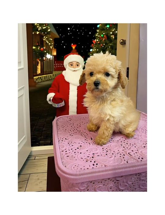 Маленька дівчинка