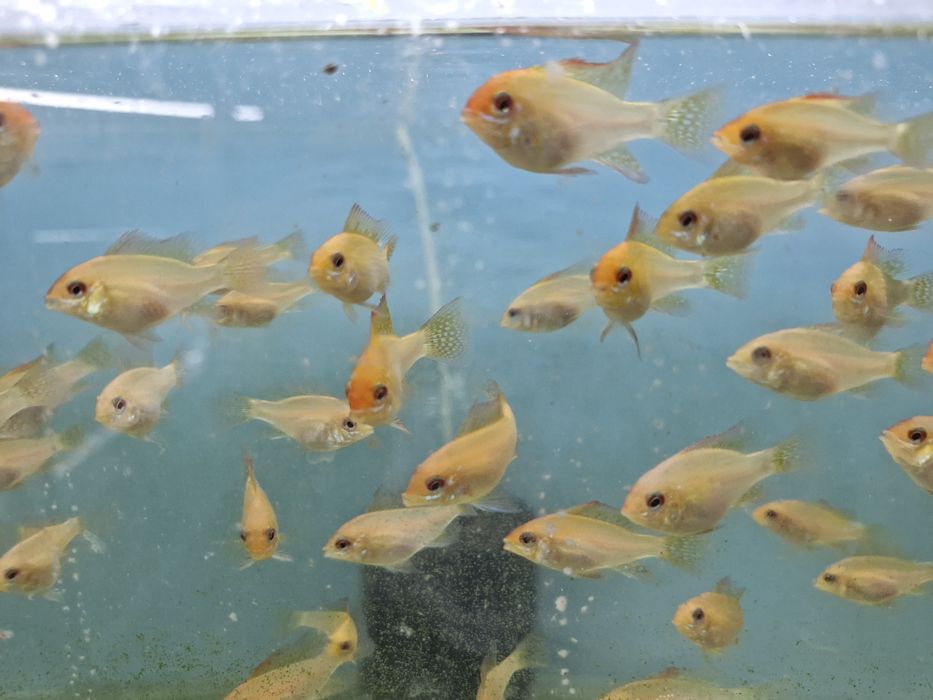 Ramirezi gold nacional