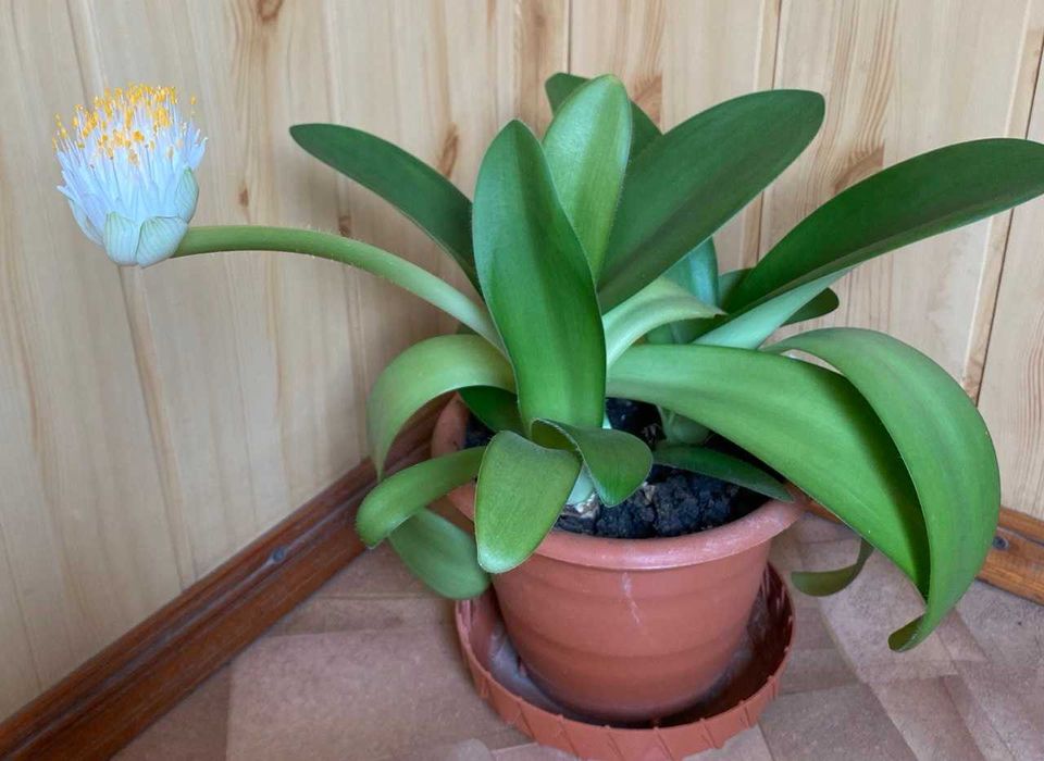 Шикарный гемантус , 3 шт