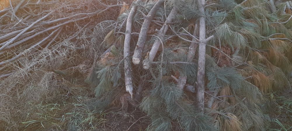 Zrębki iglaste,zrębka mieszana