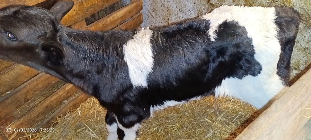 3 byczki  jałoszki widoczne na zdjęciach