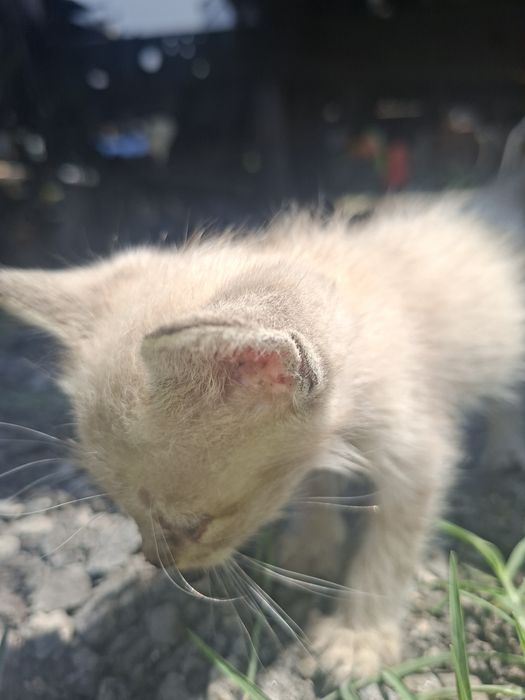 Gatinhos siameses