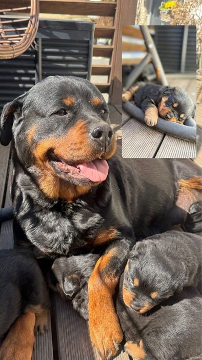 Rottweiler szczeniak suka suczka