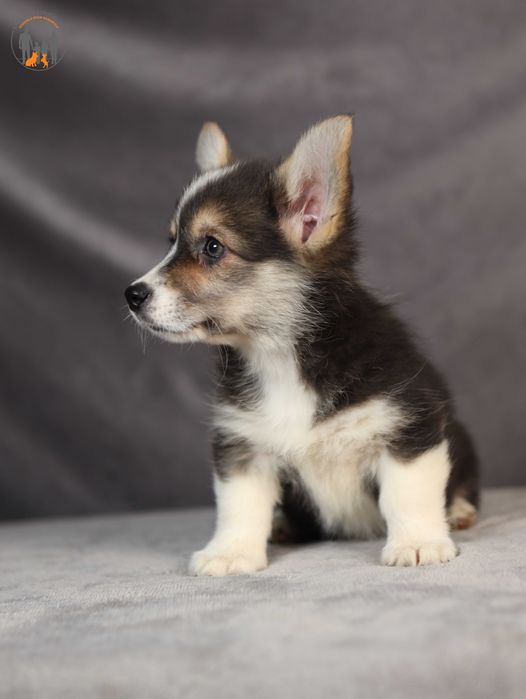 Welsh Corgi Pembroke po Championie