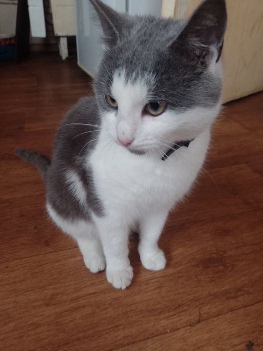 Котик Тимофей 9 месяцев в хорошие руки