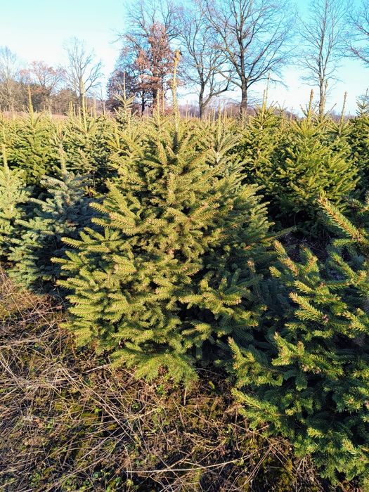 Świerk srebrny, pospolity, choinka choinki hurt detal plantacja