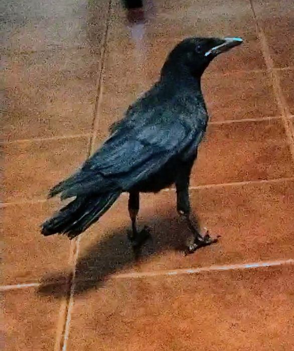Vendo criado a mão aceito troca