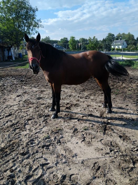 Klacz  śląska pogrubiana