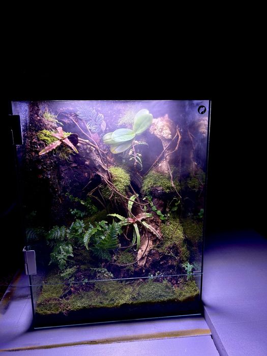 виготовлення Terrarium ( тропічний чи пустельний)