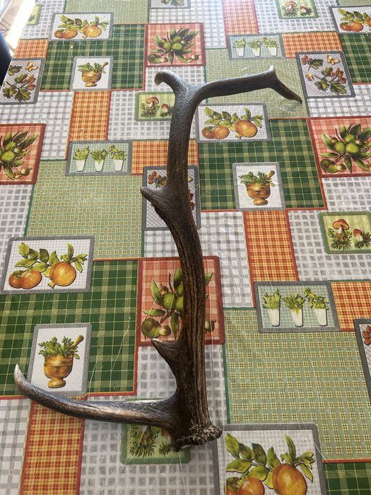 Corno de veado natural