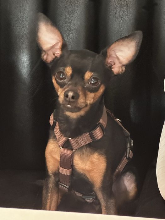 Вʼязка / злучка той-терʼєр стандарт