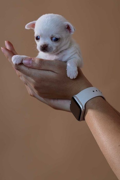 Яркие щенки чихуа - МИНИ И СТАНДАРТ