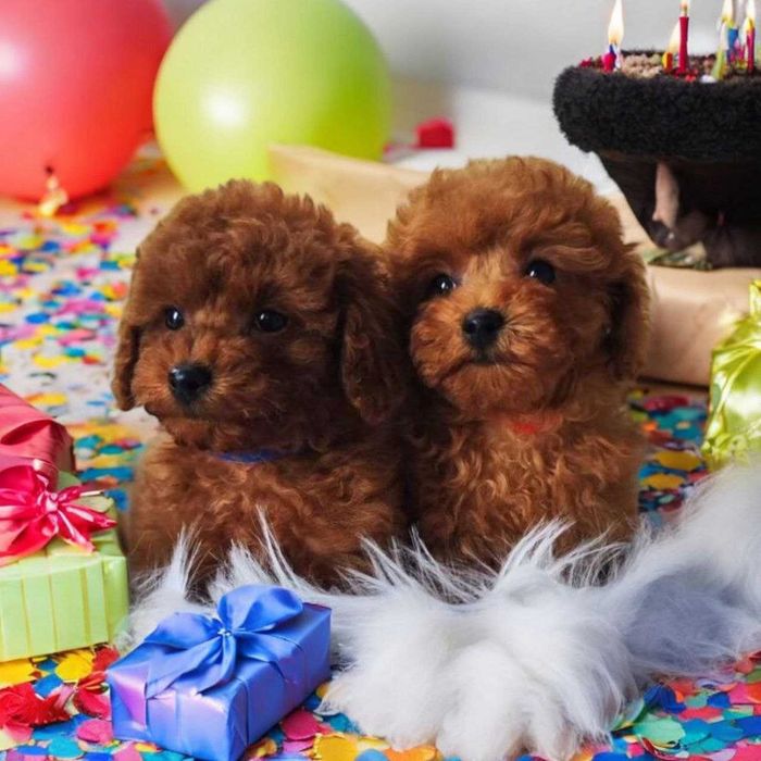 Щенята той пуделя