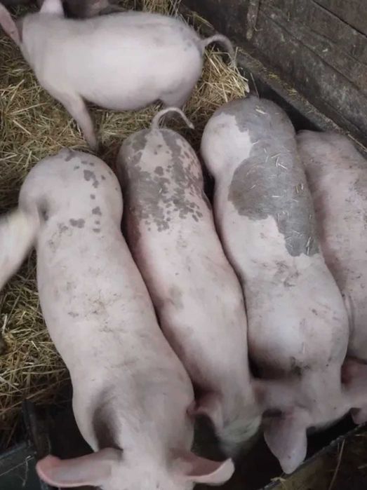 продам поросята трьохпорідний гібрид за пару