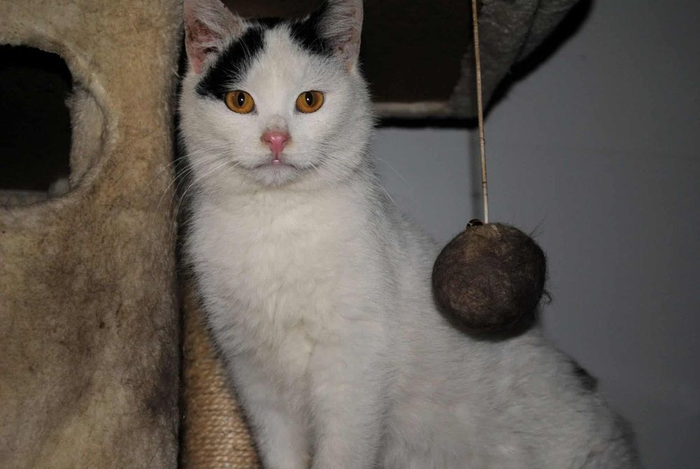 Wojtuś czeka na dom