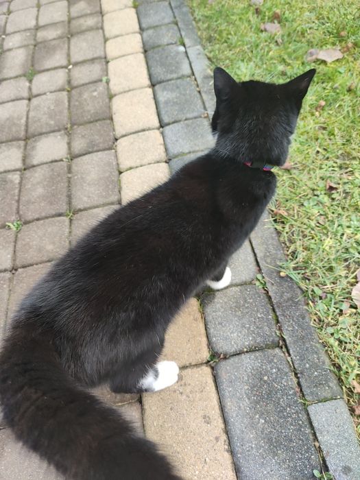 Oddam kotka w dobre rece