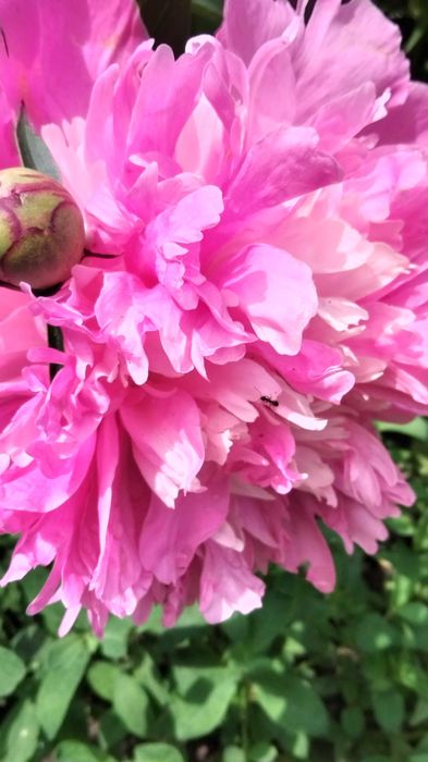 Пион розовый сортовой