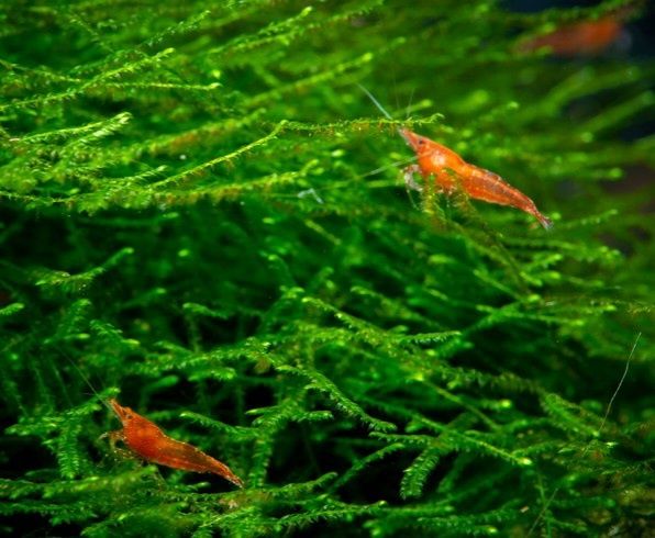 Креветка акваріумна неокардіна