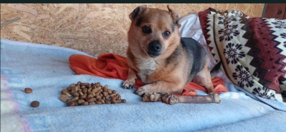 Mikrus do adopcji. SANDOMIERZ !!!