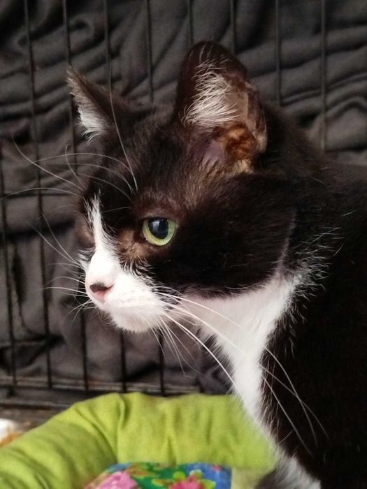 Kocia seniorka Satfi szuka kochającego domu