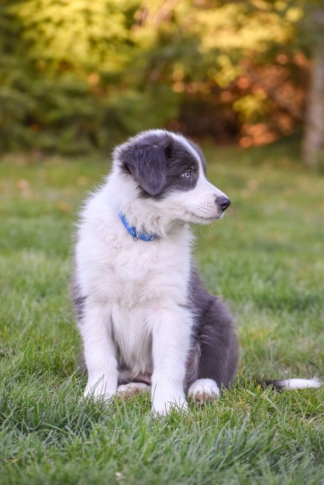Szczenię border collie FCI