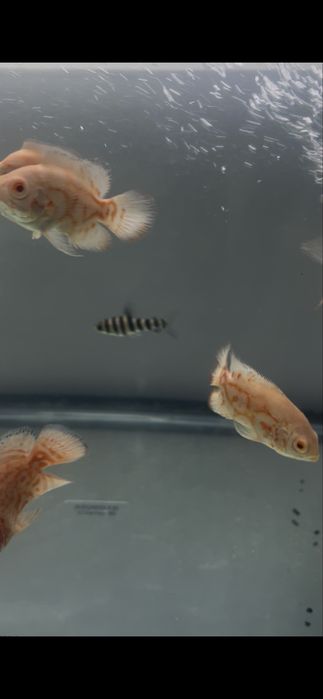 Oscares Albinos 5/6cm