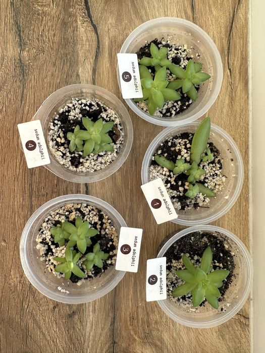 Сукуленти Sedum adolphii