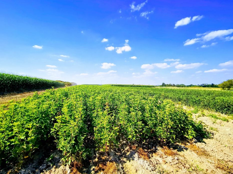 Sadzonki porzeczki czerwonej (Luna, Losan), 2 letnie, Łańcut