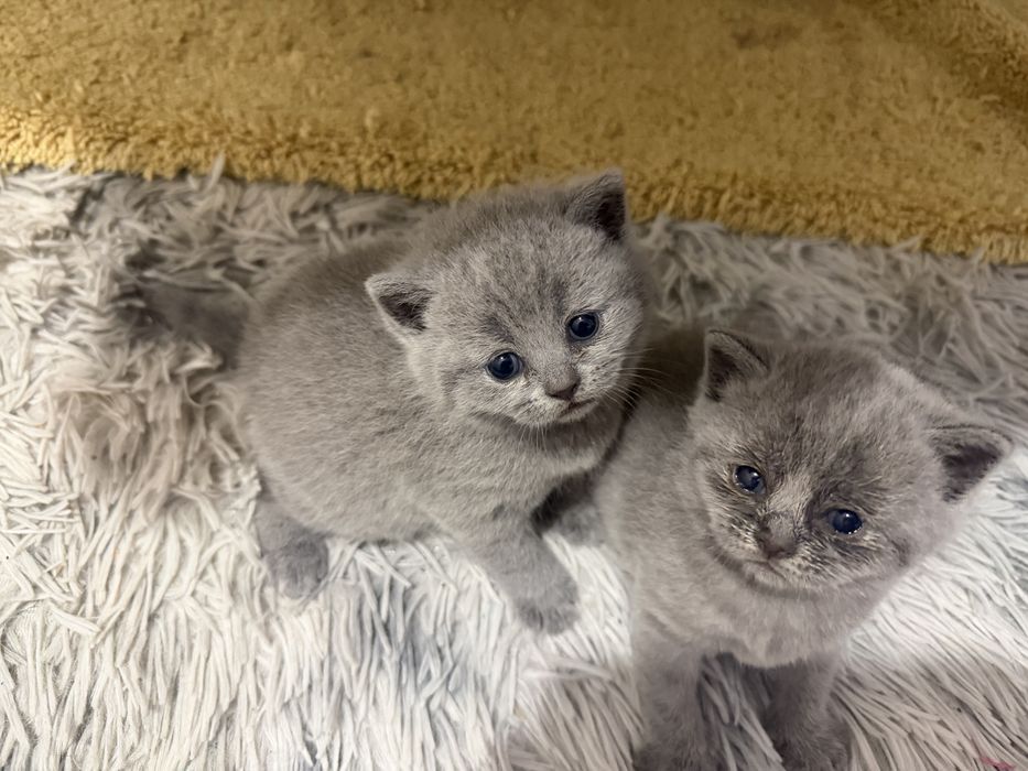 Продам котят британцев