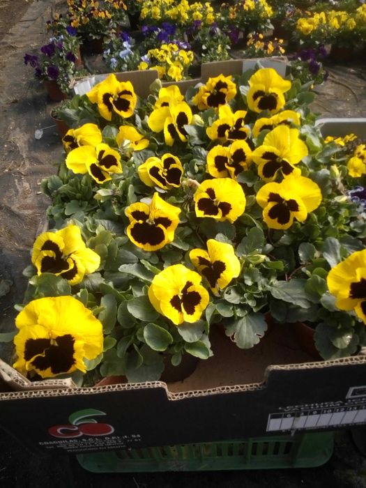 Bratki stokrotki prymulki