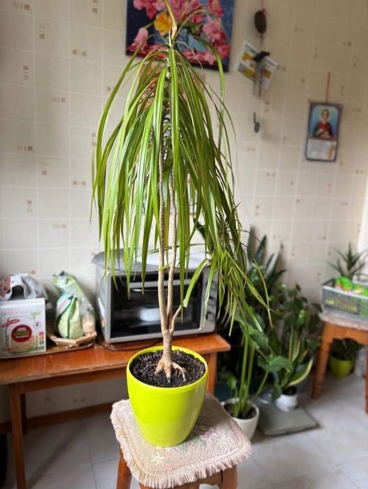 Стреліція двох видів, Драцена