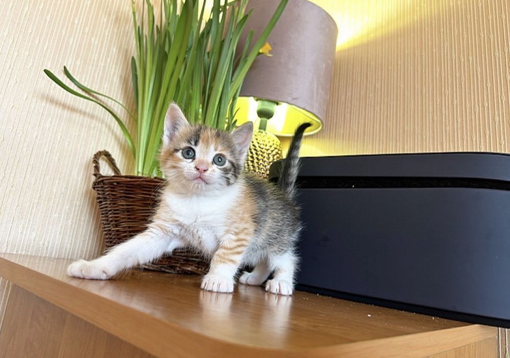 Осуществим вашу мечту !Киев,доставка!