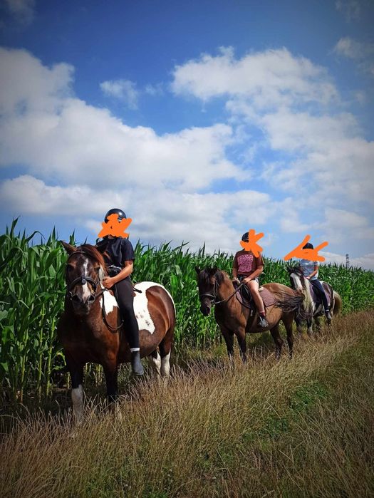 Klacz hucuł huculska kuc