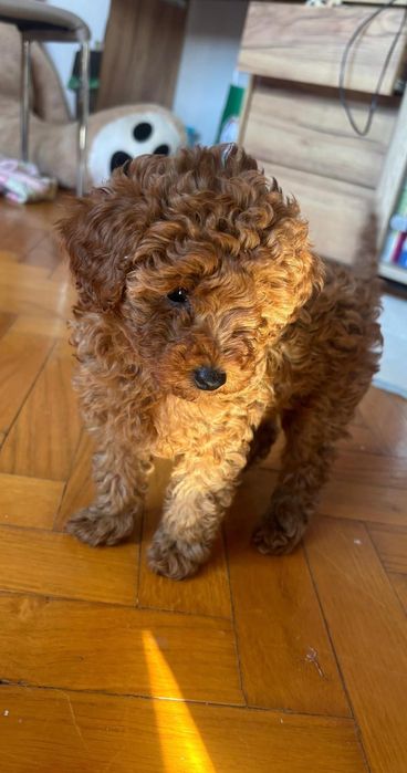 Pudel Toy Red Suczka 11-tyg