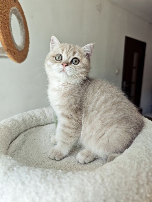 Brytyjski kocurek Lilac golden cy 11
