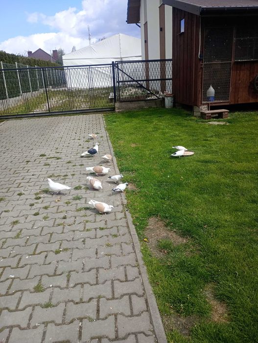 Śląskie tarczowe