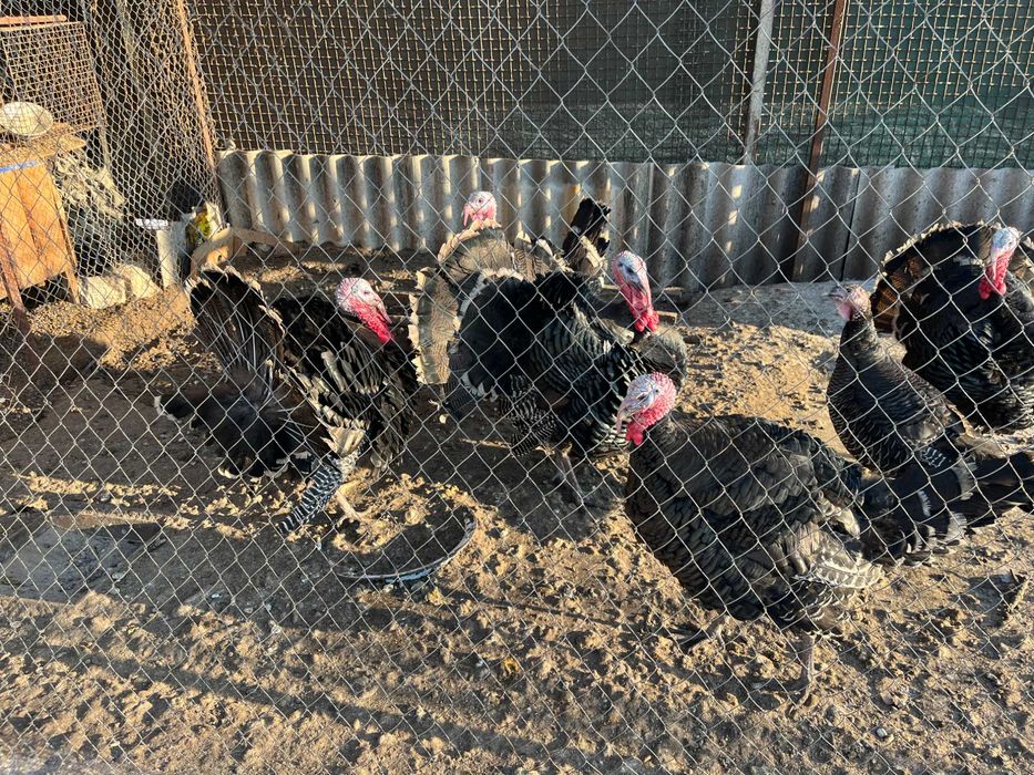 Молоді індикі на розвід, самці