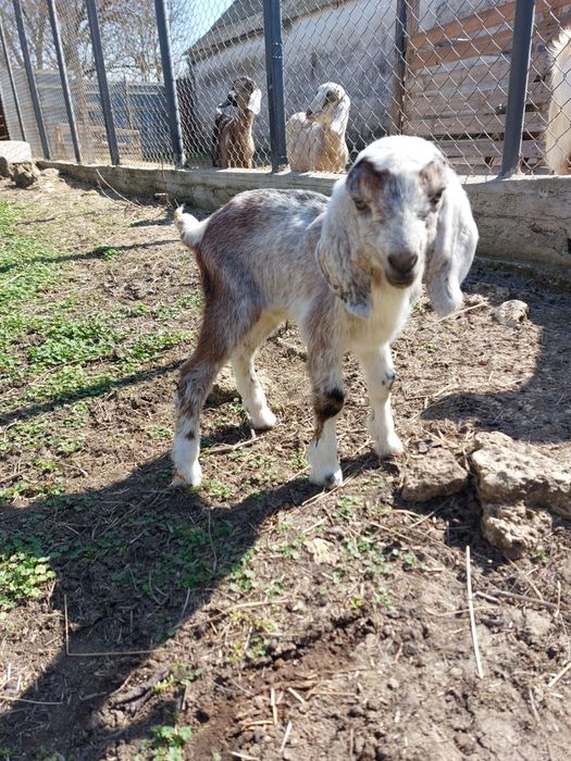 Козочки 75 % англонубиечки