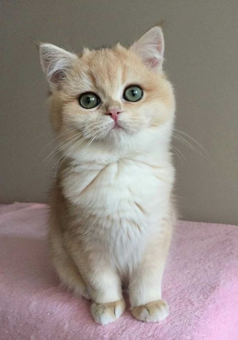 Kocurek, colour niebieska złota szynszyla