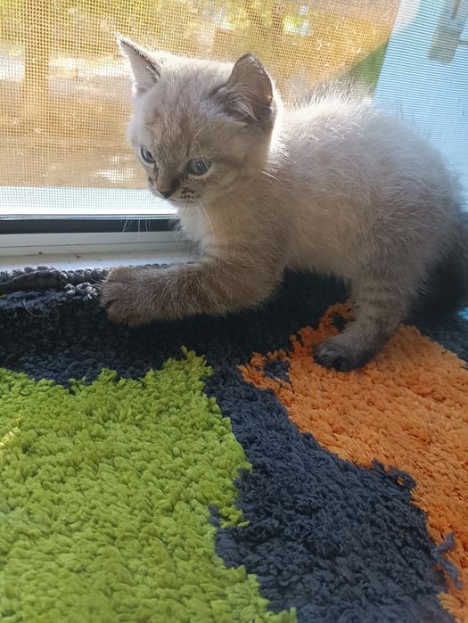 Тайській хлопчик шукає  доброго,люблячого хозяіна..