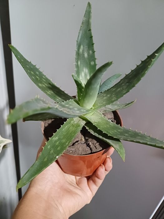 Алое  лікувальне