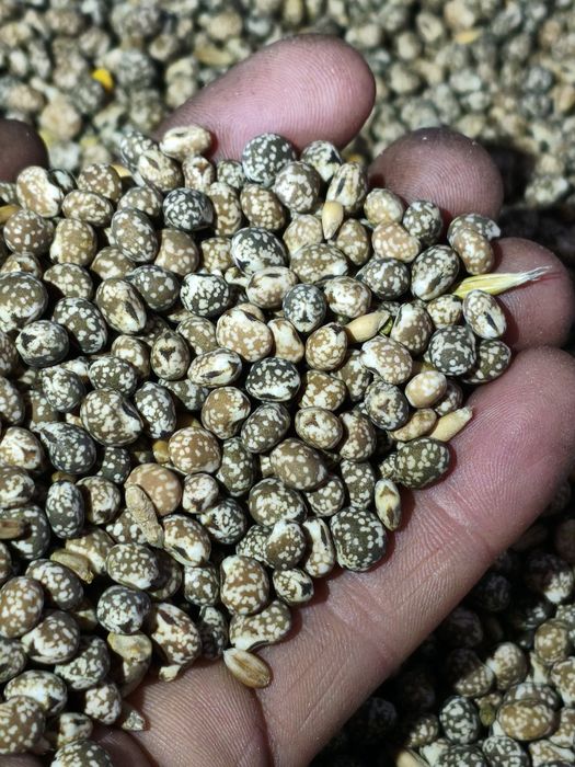 Łubin wąskolistny sprzedam