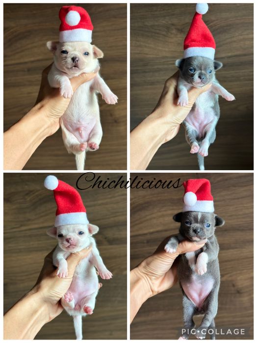 CHIHUAHUA dziewczynka :)