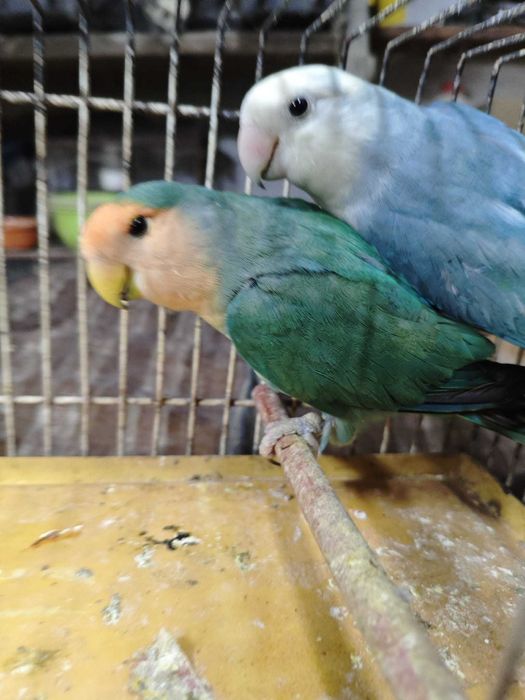 Casal Roseicollis LongFeathers muito bonito