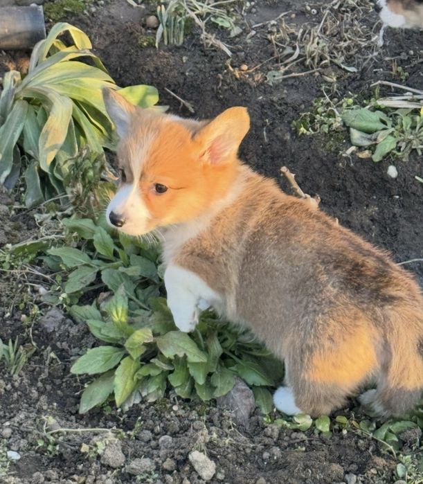 Чудові Коргі малята Одеса