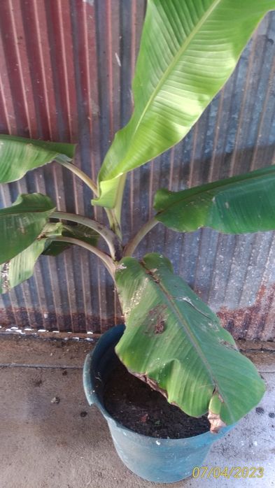 Planta bananeira