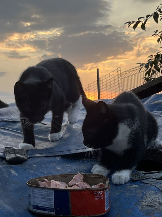 2 kotki do adopcji