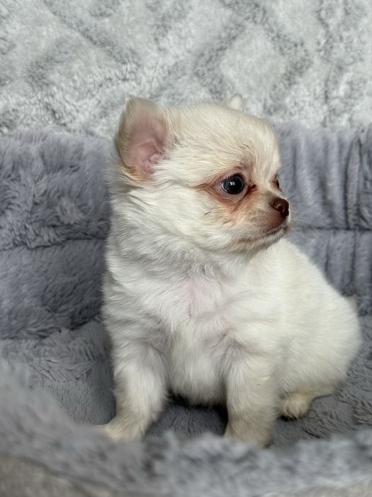 Chihuahua długowłosy chłopiec w kolorze białym